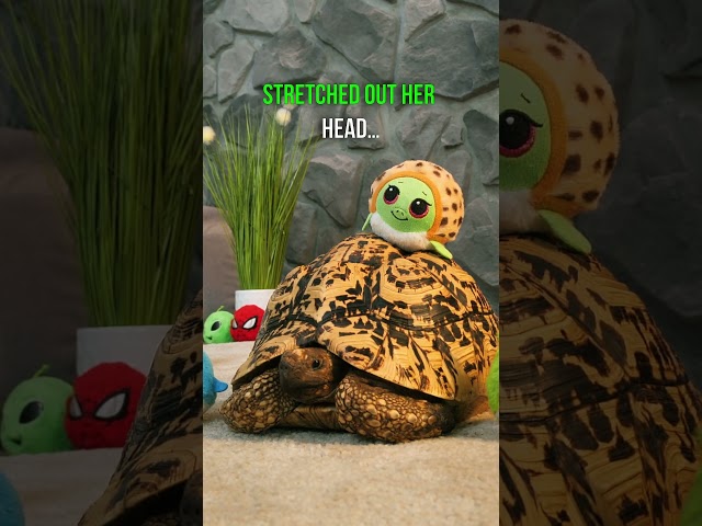 Vídeo relacionado con Ty Beanie Bouncers T83061 - Cruiser de la Tortuga Marina con Ojos Rojos, tiernos Animales rebotantes para coleccionar