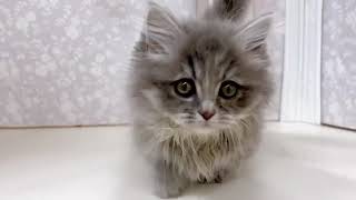 ミヌエットの動画01