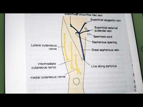 surface Landmarks of front of thigh