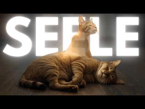 Do cats have a soul?