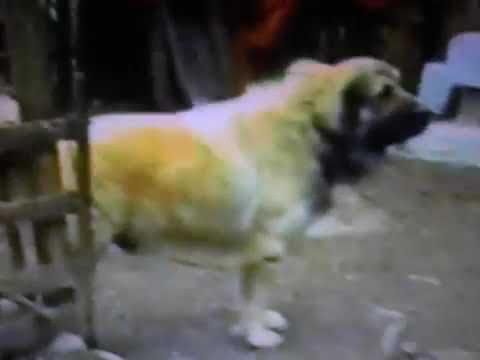 Tarzani i Sahit Mushnikoves