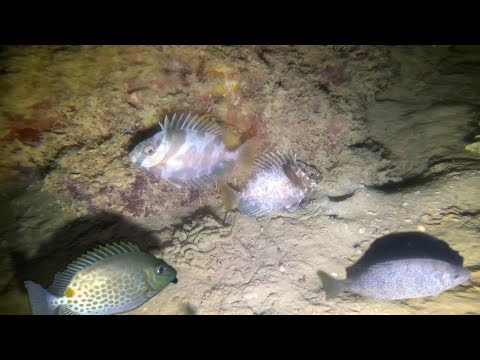 Night spearfishing Philippines sari saring isda