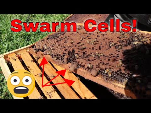 🔵Crushing Queen Cells to STOP Swarming