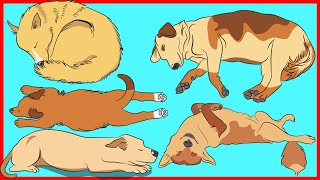 Dog Sleeping Positions and What They Reveal About Your Dog