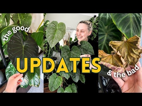 Massive 200 Plant Collection Tour – What’s Thriving & What’s New!