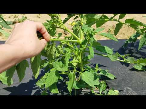 image-Is Roma a bush tomato?
