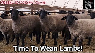 Sheep Farming Vlog: Time To Wean Lambs!