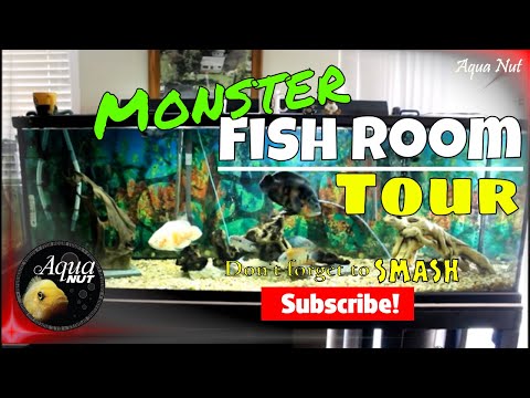 Fish Room Tour 