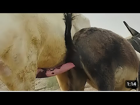 Close Up Donkey Mating