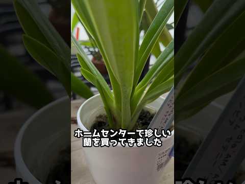 園芸 フラグミペディウム 'メモリア ディック クレメンツ'