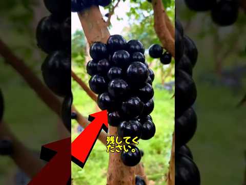 絶対に与えてはいけない、コガラにとって有毒な食べ物は何ですか？  庭園