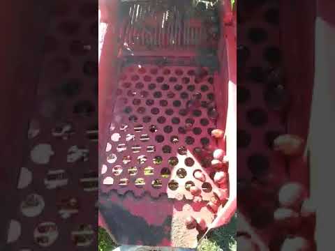 Kestane patozu eleme temizleme video