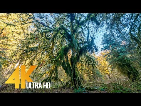 Walking in the Hoh Rain Forest - 4K Relax Virtual Nature Walk - 20 min video