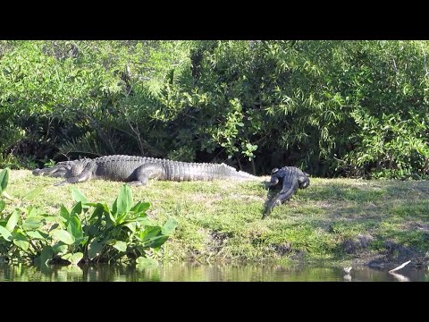 Look at the size of this alligator.