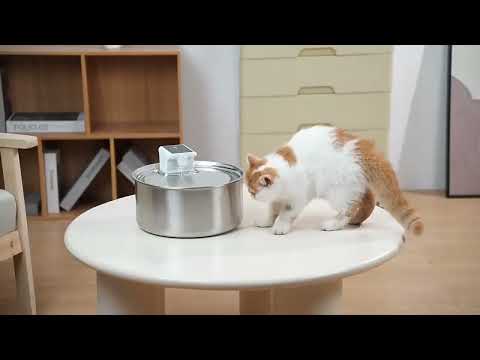 Choose an Ideal Water Fountain for Your Beloved Pet 🐈