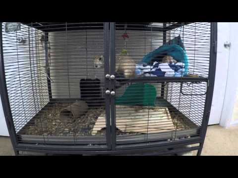 YouTube video about: Can prairie dogs be potty trained?