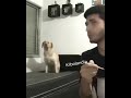 Dancing Dog