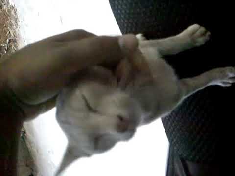 Billu - last son of Chunnu Qaala doesn't gets irritated during fast cuddling