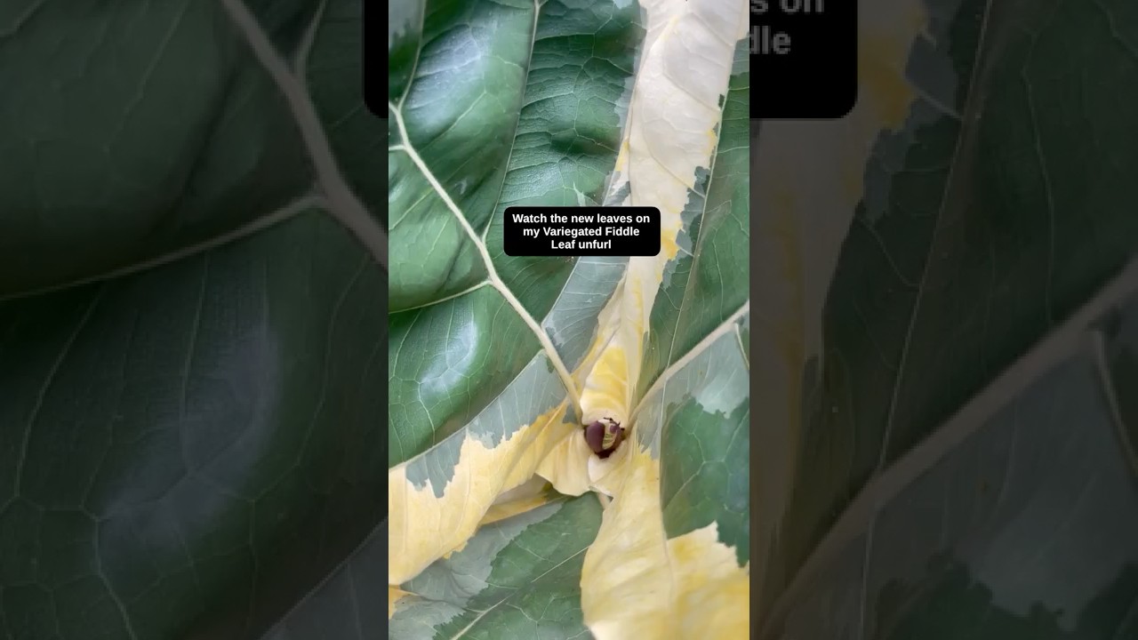 Variegated Fiddle Leaf Fig Timelapse | Stunning Leaf Unfurling #fiddleleaffig #timelapse #plants