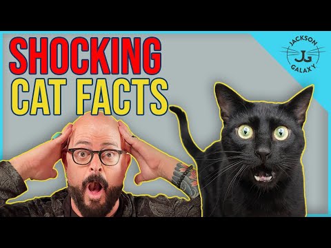 7 Cat Facts That Will Blow Your Mind!
