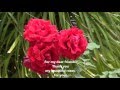 All Kinds of Roses. Yusuf Islam/Cat Stevens