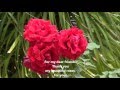All Kinds of Roses. Yusuf Islam 