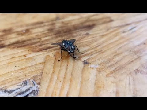 HOUSEFLY / MOUCHA DOMÁCÍ / MUSCA DOMESTICA