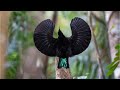 Hot Love Dances In The Jungle These Birds Have Rhythm In Their Blood