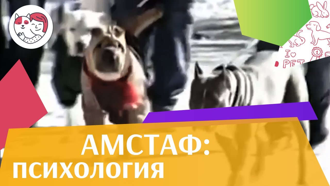 Амстаф Психологические особенности породы на iLikePet