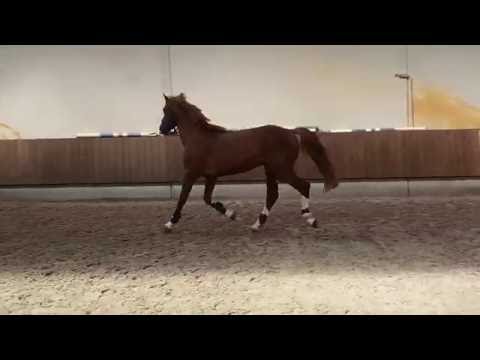 Dutch Design x Numero Uno