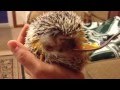Hedgehog eating carrot baby food and anointing