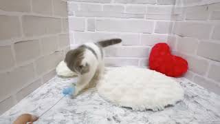 スコティッシュフォールドの動画02