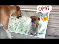 Dog Vs Mirror Prank Dogwaysco