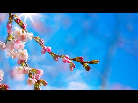 IL VANGELO DEL GIORNO 1 APRILE 2020