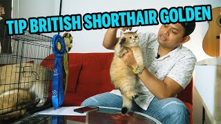 Download lagu Tip Pengenalan Untuk British Shorthair Golden mp3