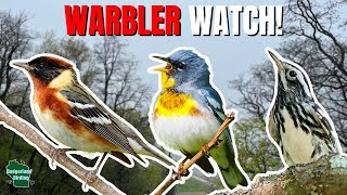 20+ Species of Warbler in One Morning!