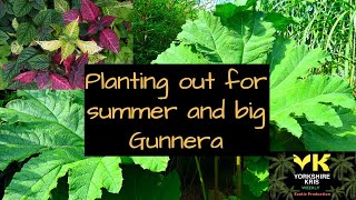 Planting out for summer and big Gunnera