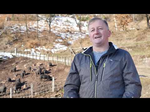 Naša priča ep. 231 23.01.2020. Moravka, svinja, rasa, Brezovice, porodica Bojović