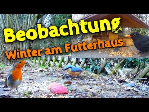 Mords was los am Futterhaus - Vogelbeobachtung im Winter