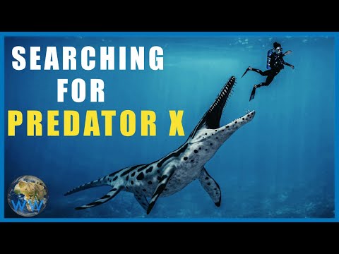 Searching for Predator X