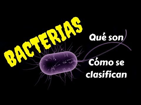 download lagu mp3 mp4 Cuanto Mide Una Bacteria, download lagu Cuanto Mide Una Bacteria gratis, unduh video klip Cuanto Mide Una Bacteria