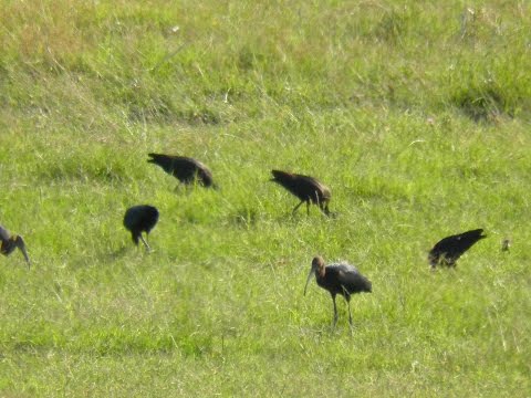 Glossy Ibis -Tiganusi , Bistret,