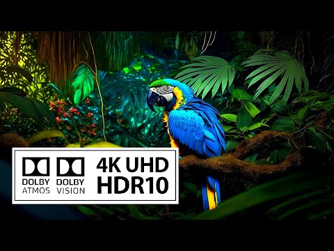 Wild BIRDS in Stunning 4K HDR 60 FPS with DOLBY VISION
