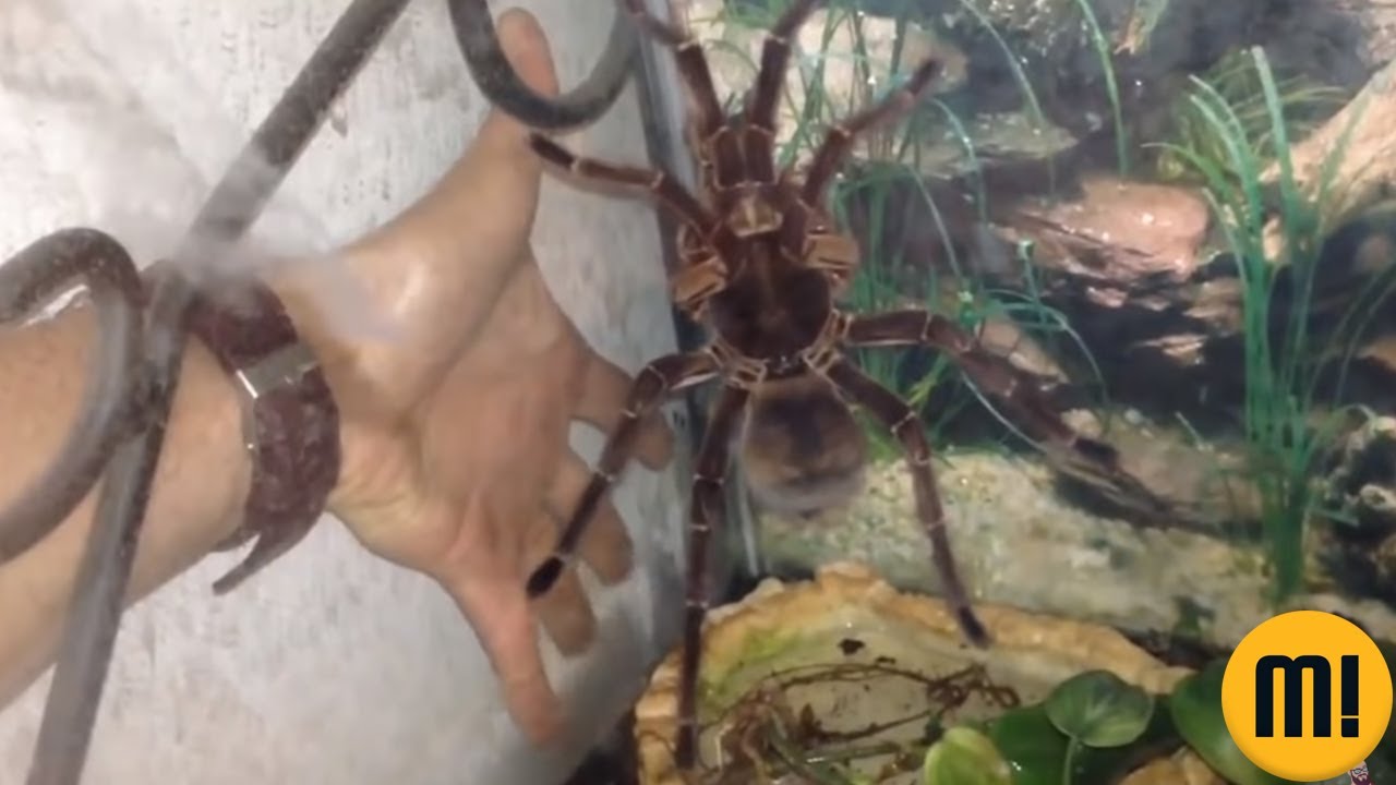 7 aranhas GIGANTES que existem de verdade