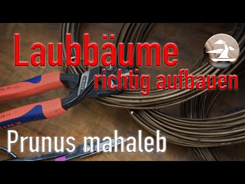 Laubbäume richtig aufbauen! Aststrukturen schaffen!