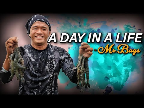 A Day in A Life - Mr. Bags