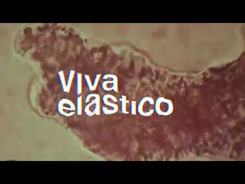 Viva Elástico - Rebeldía y Swing (Video oficial)