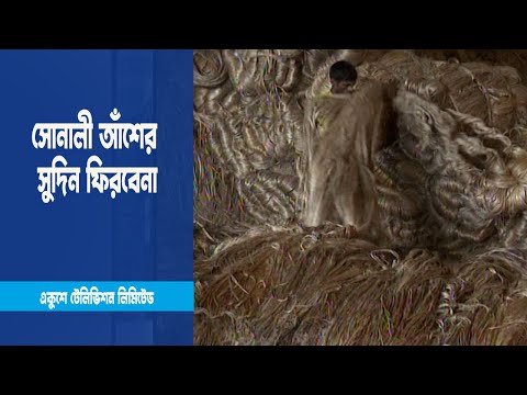 কৃষক যদি না বাঁচে সোনালী আঁশের সুদিন ফিরবেনা