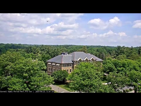 Red-tailed Hawk Fledgling Soars Over Cornell's Campus – June 23, 2020