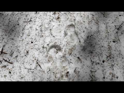 Predeal spre Varful Piatra Mare primavara 2021